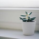 Essential Tips for Maintaining Indoor Plants to Keep Your Home Fresh